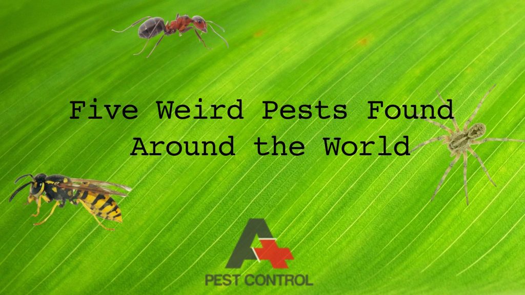 Five-Weird-Pests-Found-Around-the-World-300x169