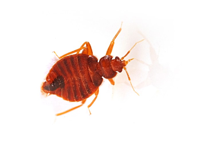 #1 Bed Bug Exterminator Buffalo NY