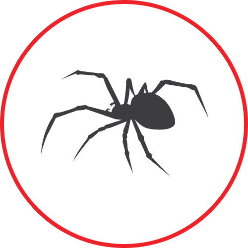 Spider Pest Control Huntsville AL