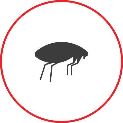 Flea Pest Control Huntsville AL
