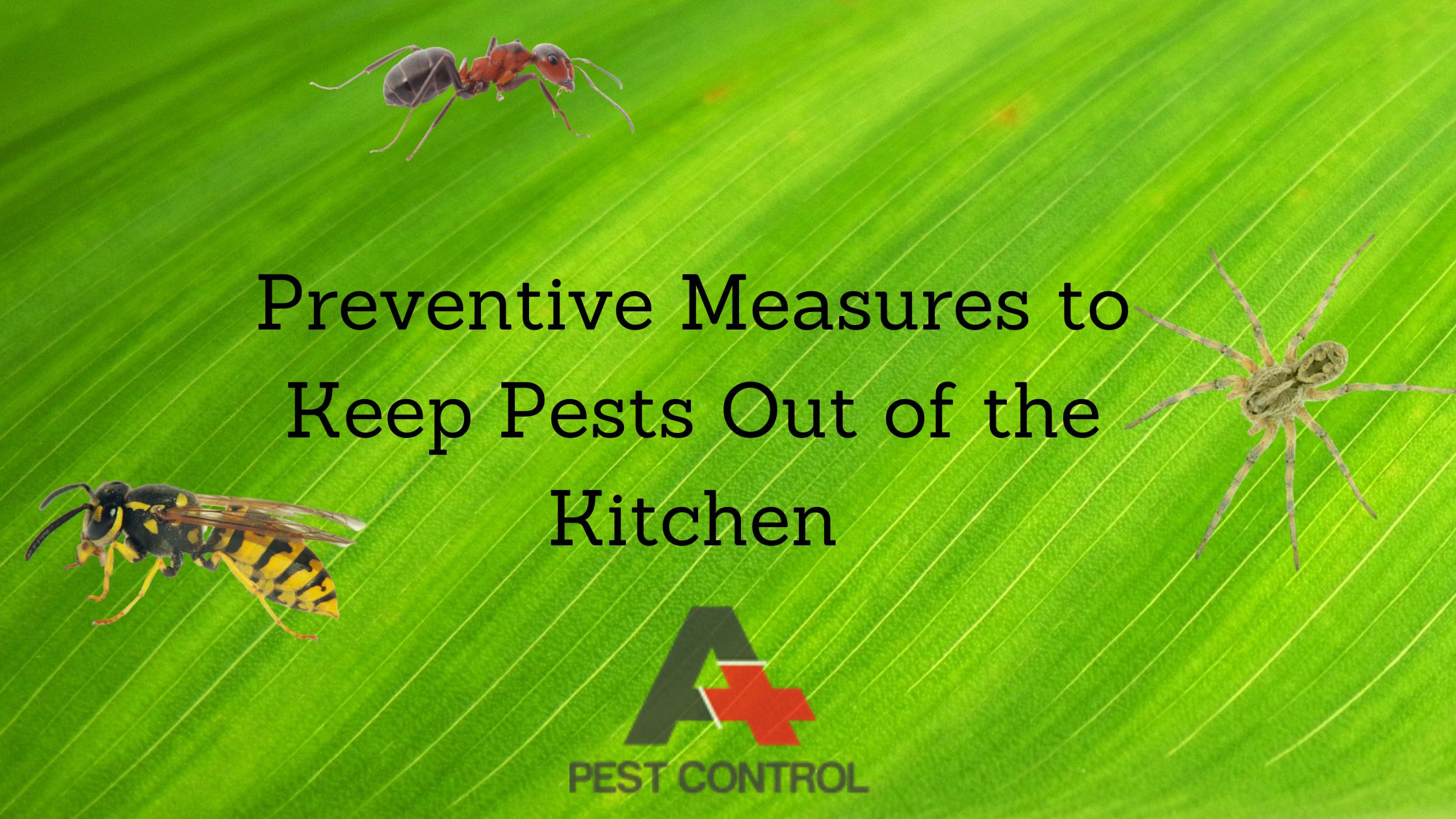 Preventive Measures to Keep Pests Out of the Kitchen