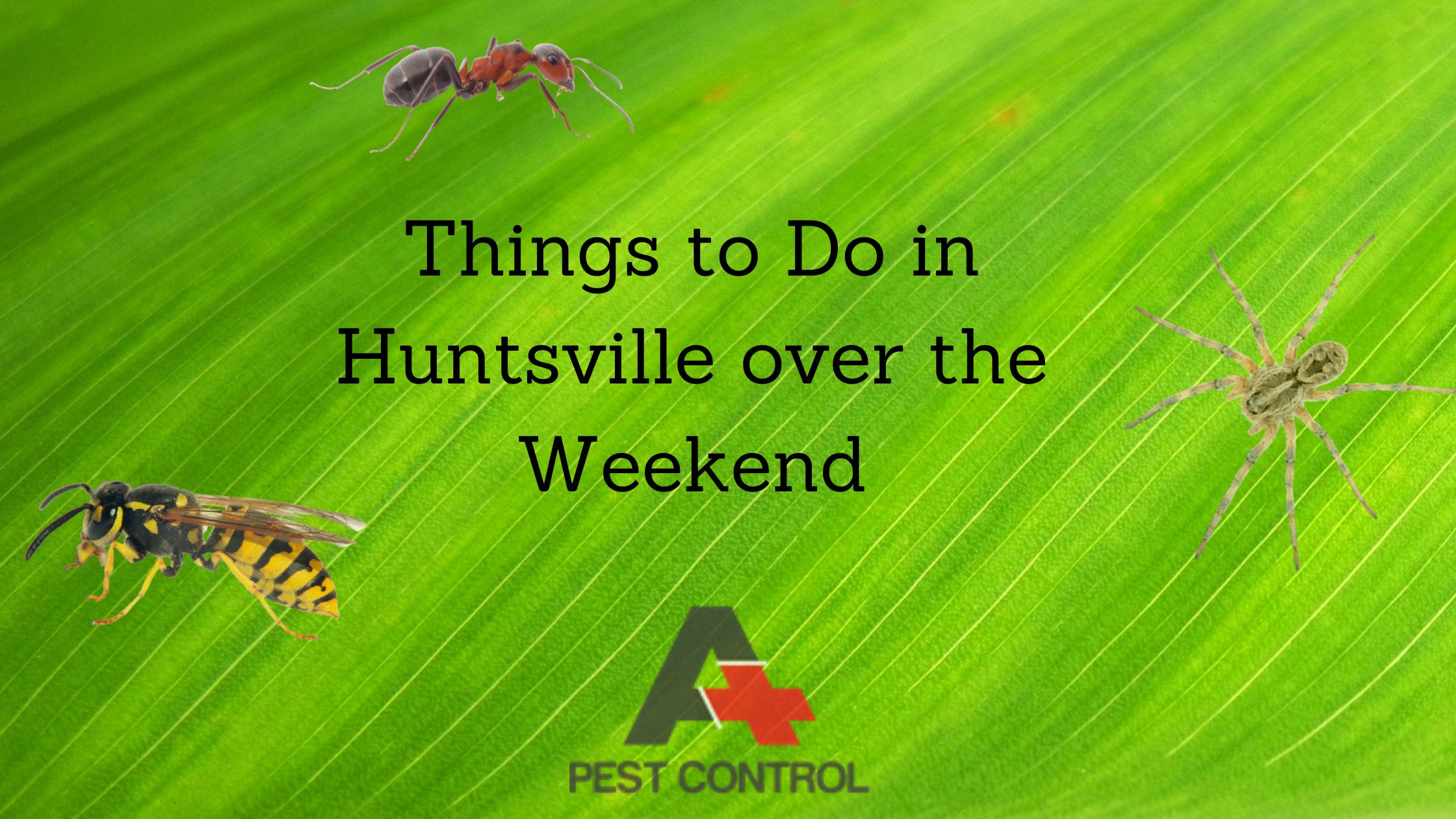 Things to Do in Huntsville over the Weekend