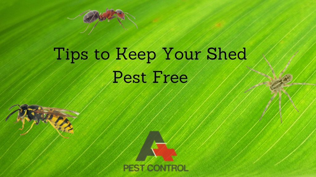 Tips to Keep Your Shed Pest-Free