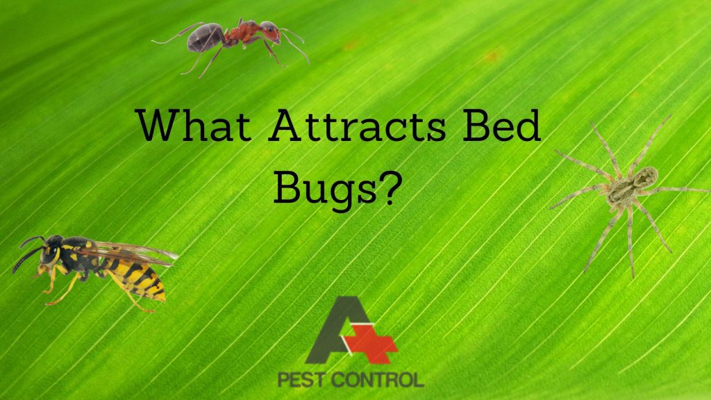 What Attracts Bed Bugs?