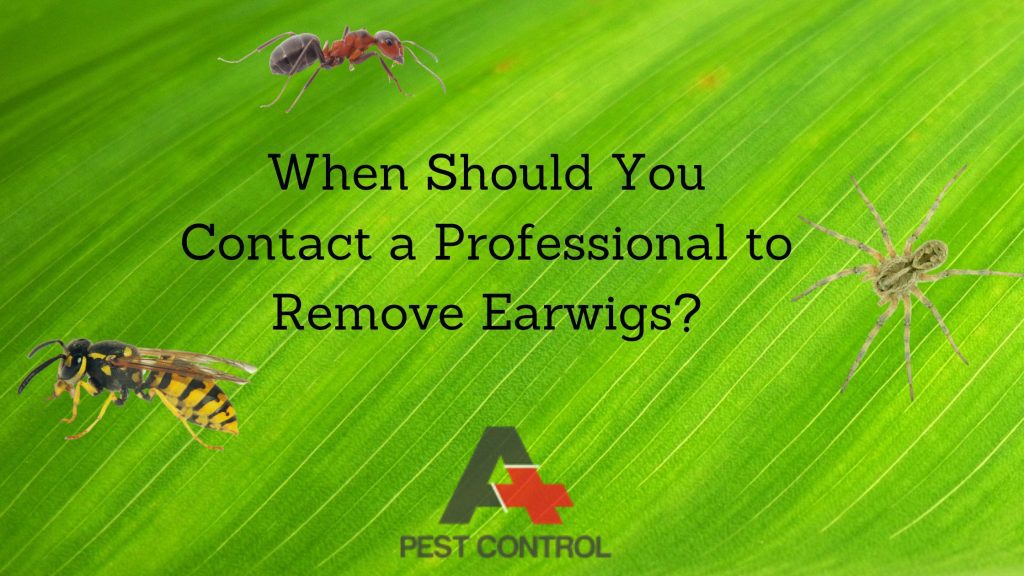 When Should You Contact a Professional to Remove Earwigs