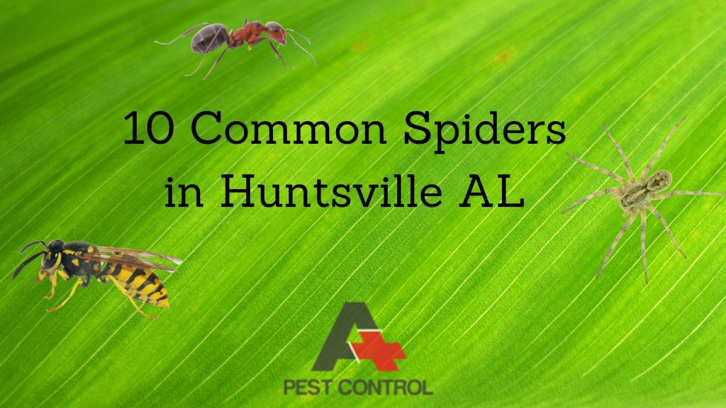 10 Common Spiders in Huntsville AL