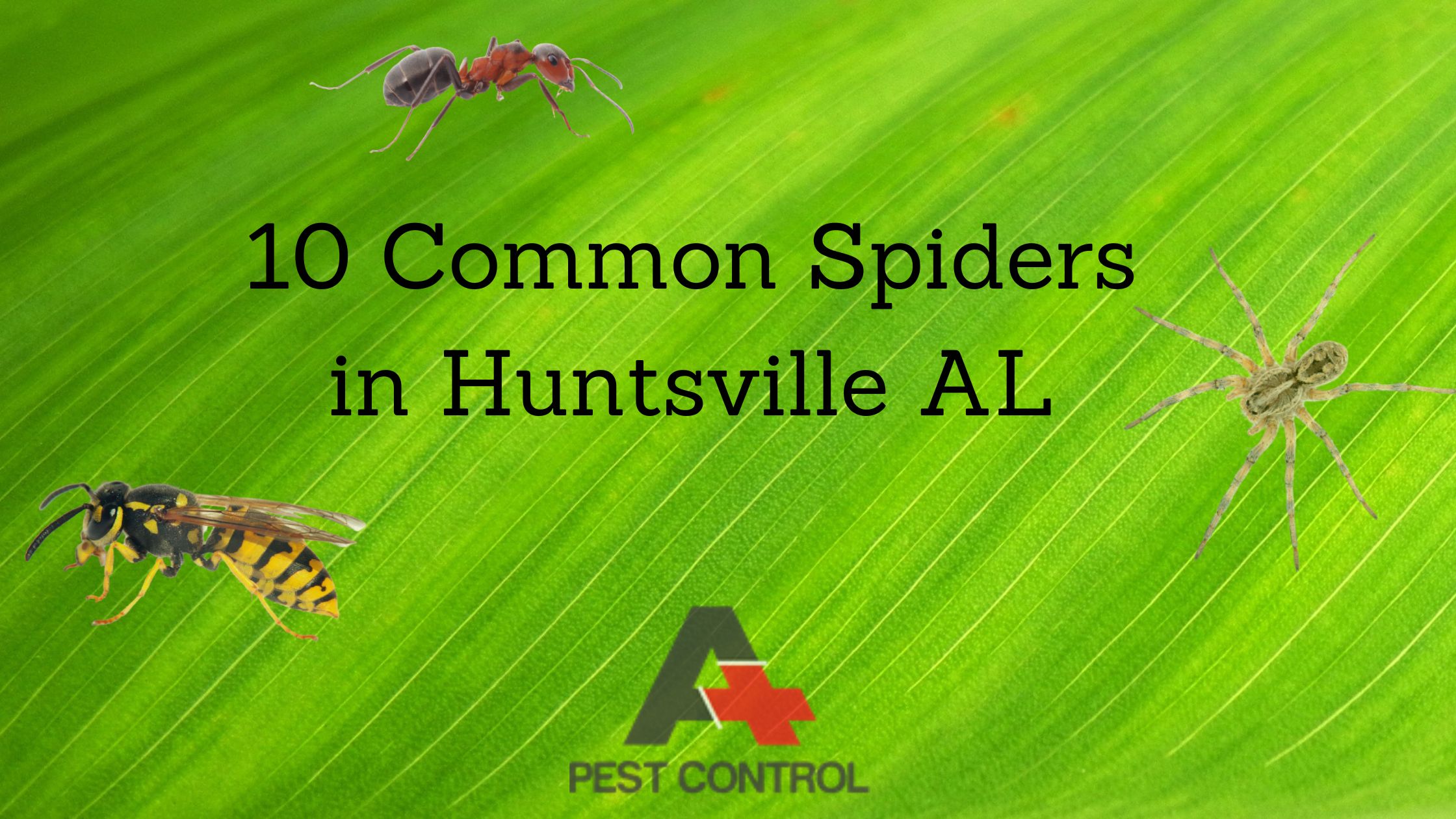 10 Common Spiders in Huntsville AL