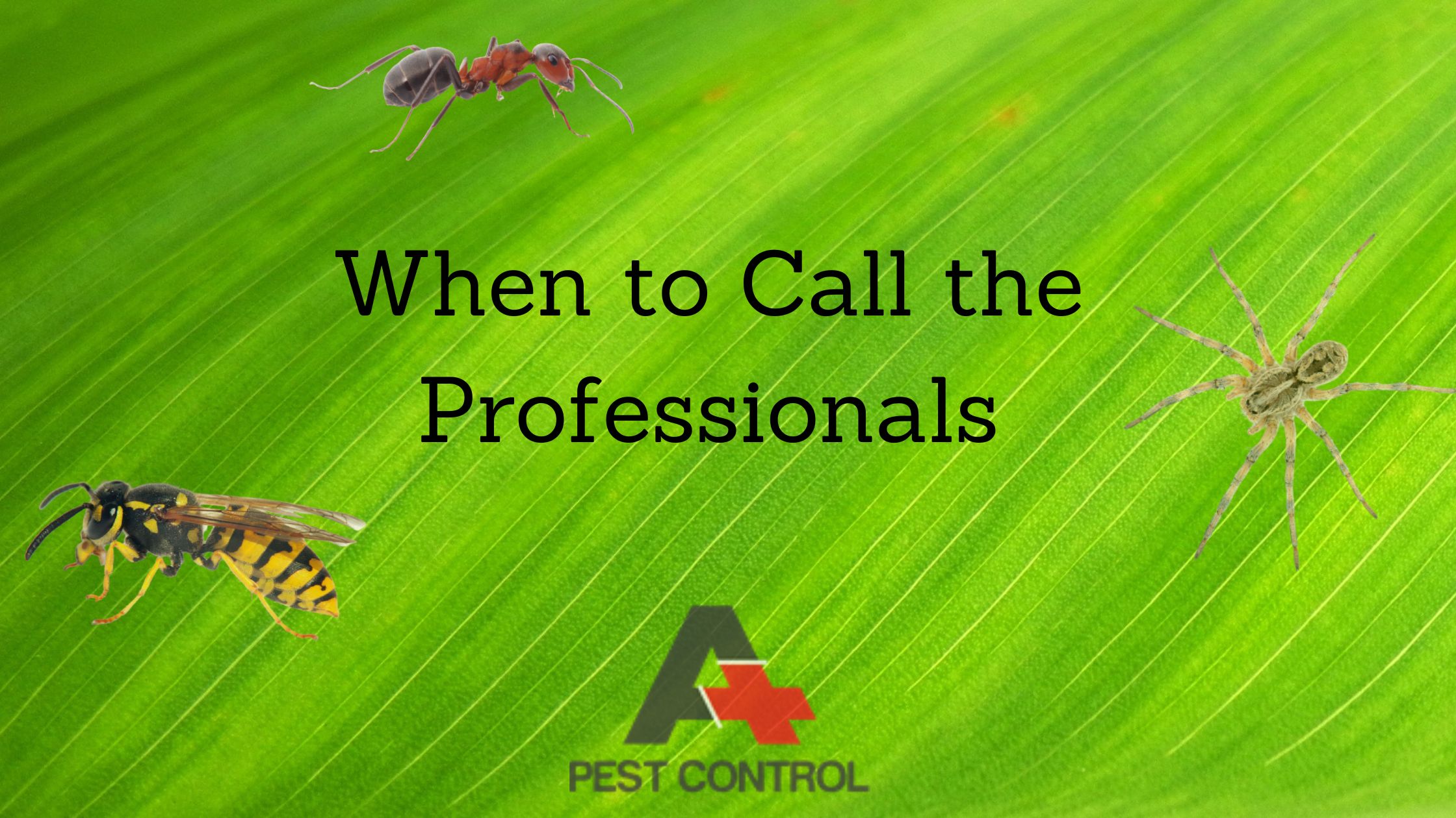 When to Call the Professionals