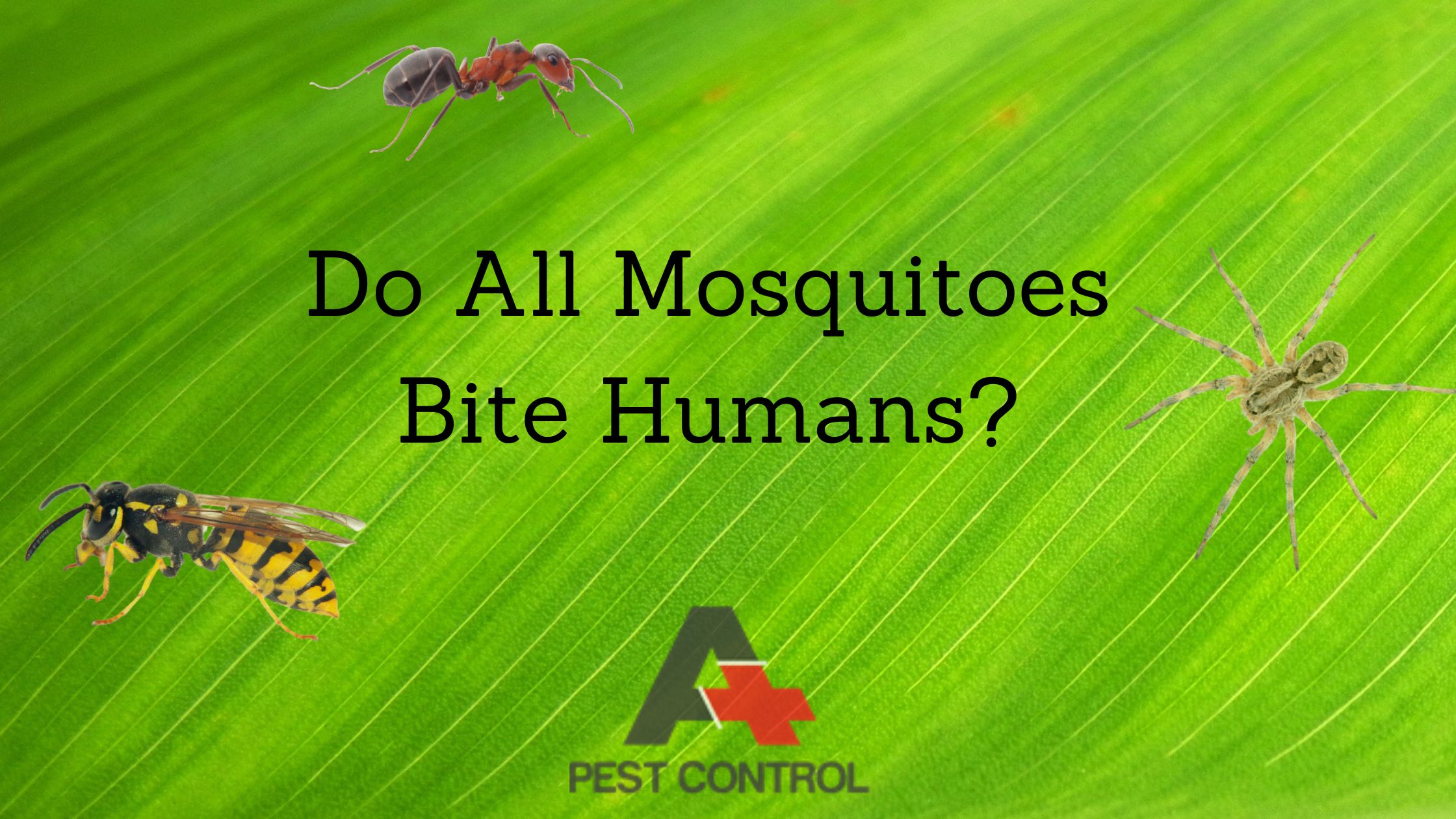Do all Mosquitoes bite humans