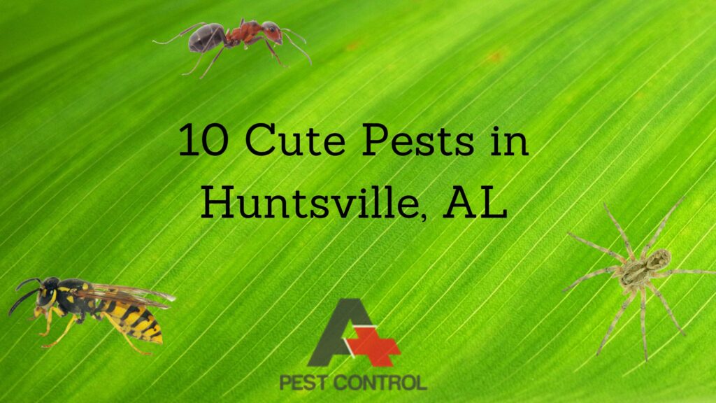 10 Cute Pests in Huntsville, AL