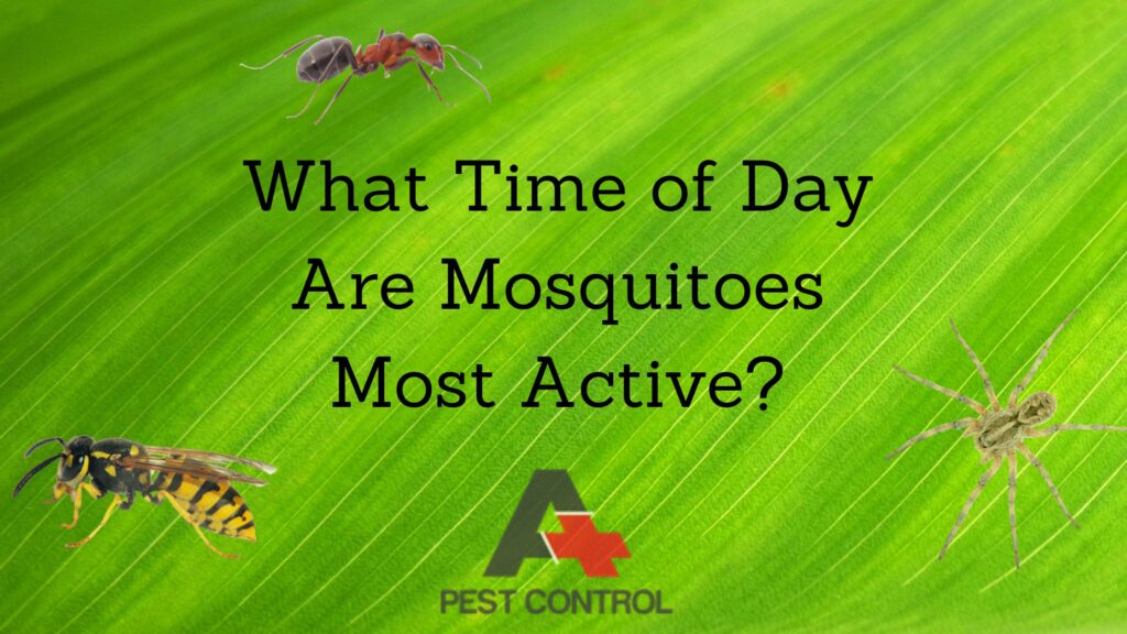 What Time of Day Are Mosquitoes Most Active