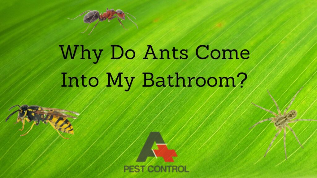 Why Do Ants Come Into My Bathroom