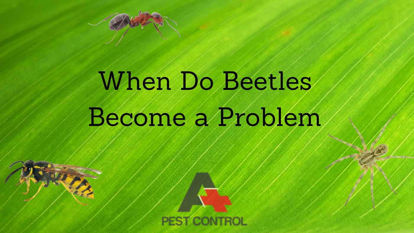 When Do Beetles Become a Problem