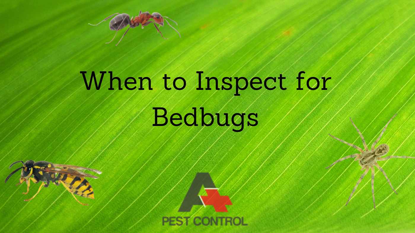 When to Inspect for Bedbugs