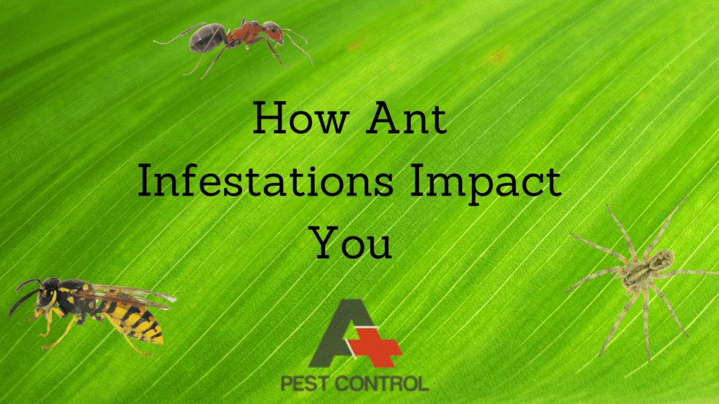 How Ant Infestations Impact You