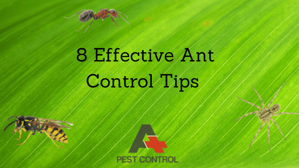 8 Effective Ant Control Tips