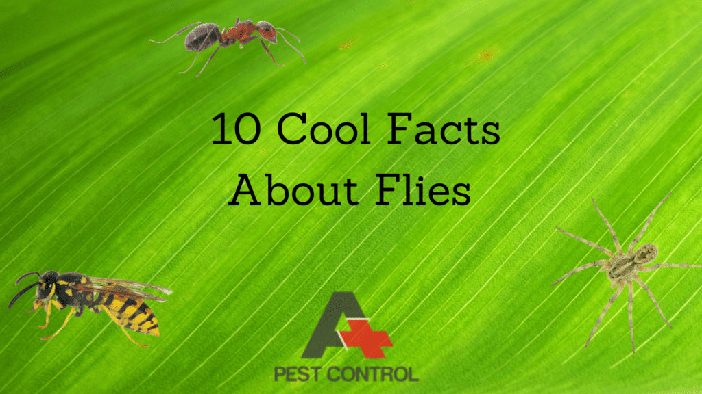 10 Cool Facts About Flies