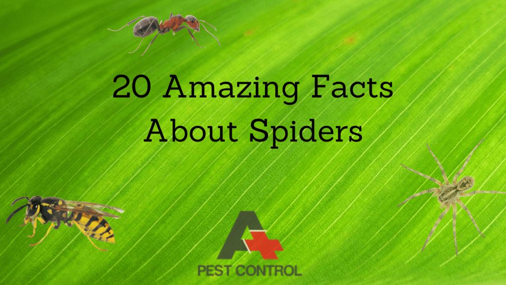 20 Amazing Facts About Spiders