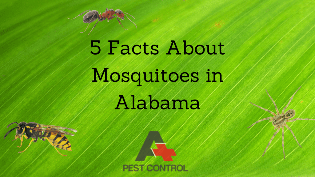 5 Facts About Mosquitoes in Alabama