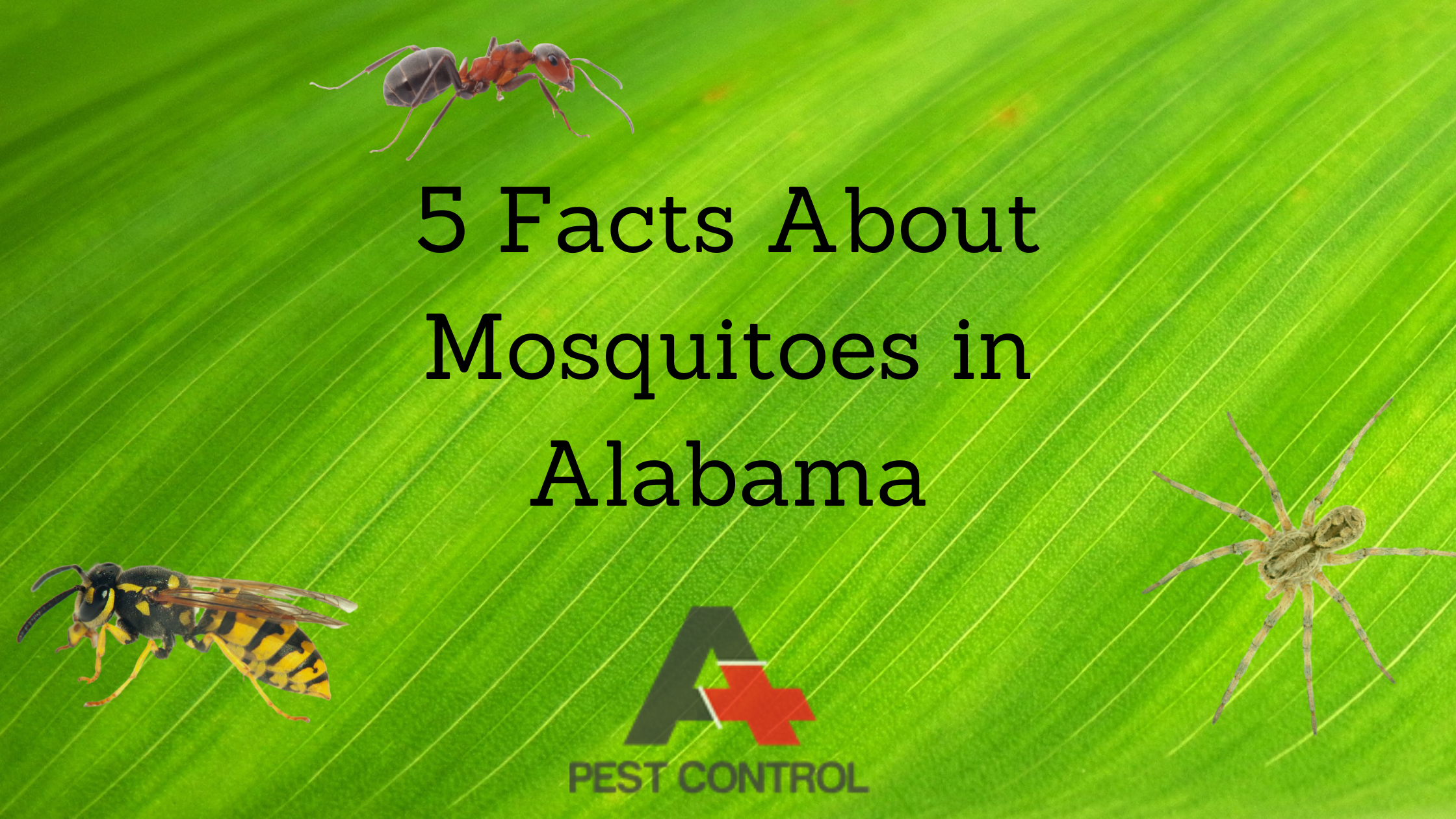 5 Facts About Mosquitoes in Alabama