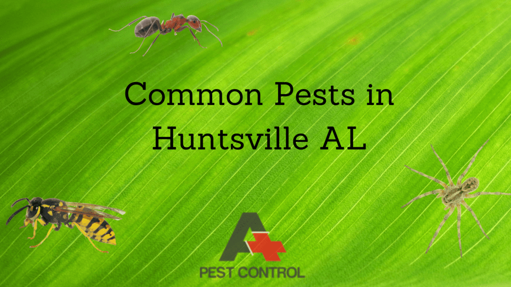 Common Pests in Huntsville AL