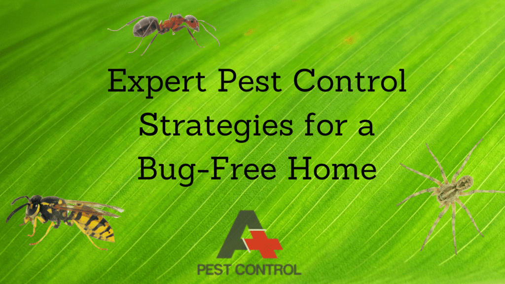 Expert Pest Control Strategies for a Bug-Free Home