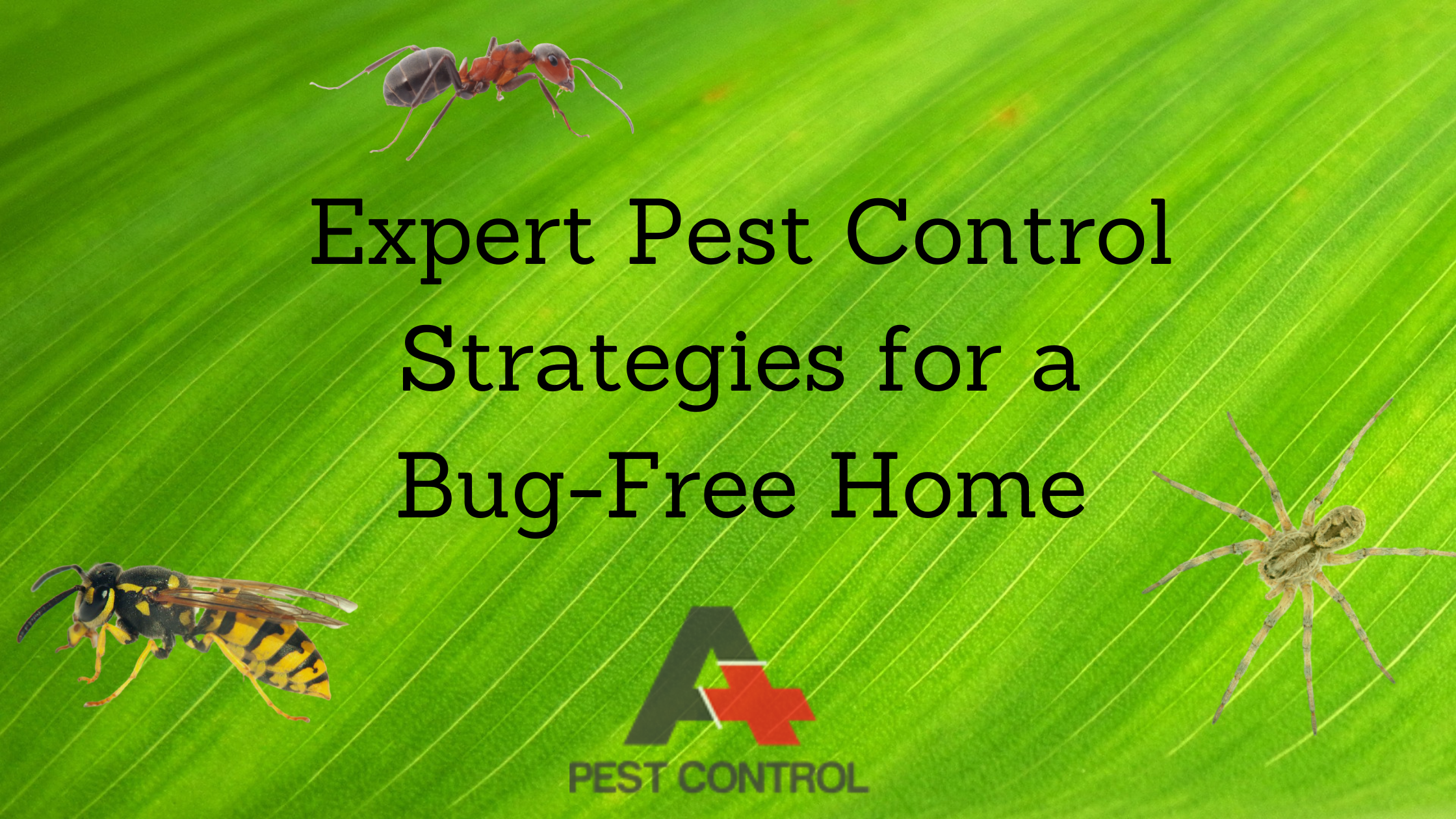 Expert Pest Control Strategies for a Bug-Free Home