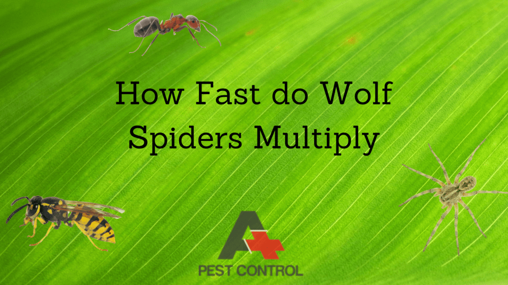 How Fast do Wolf Spiders Multiply