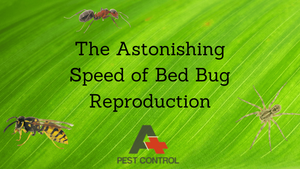 The Astonishing Speed of Bed Bug Reproduction