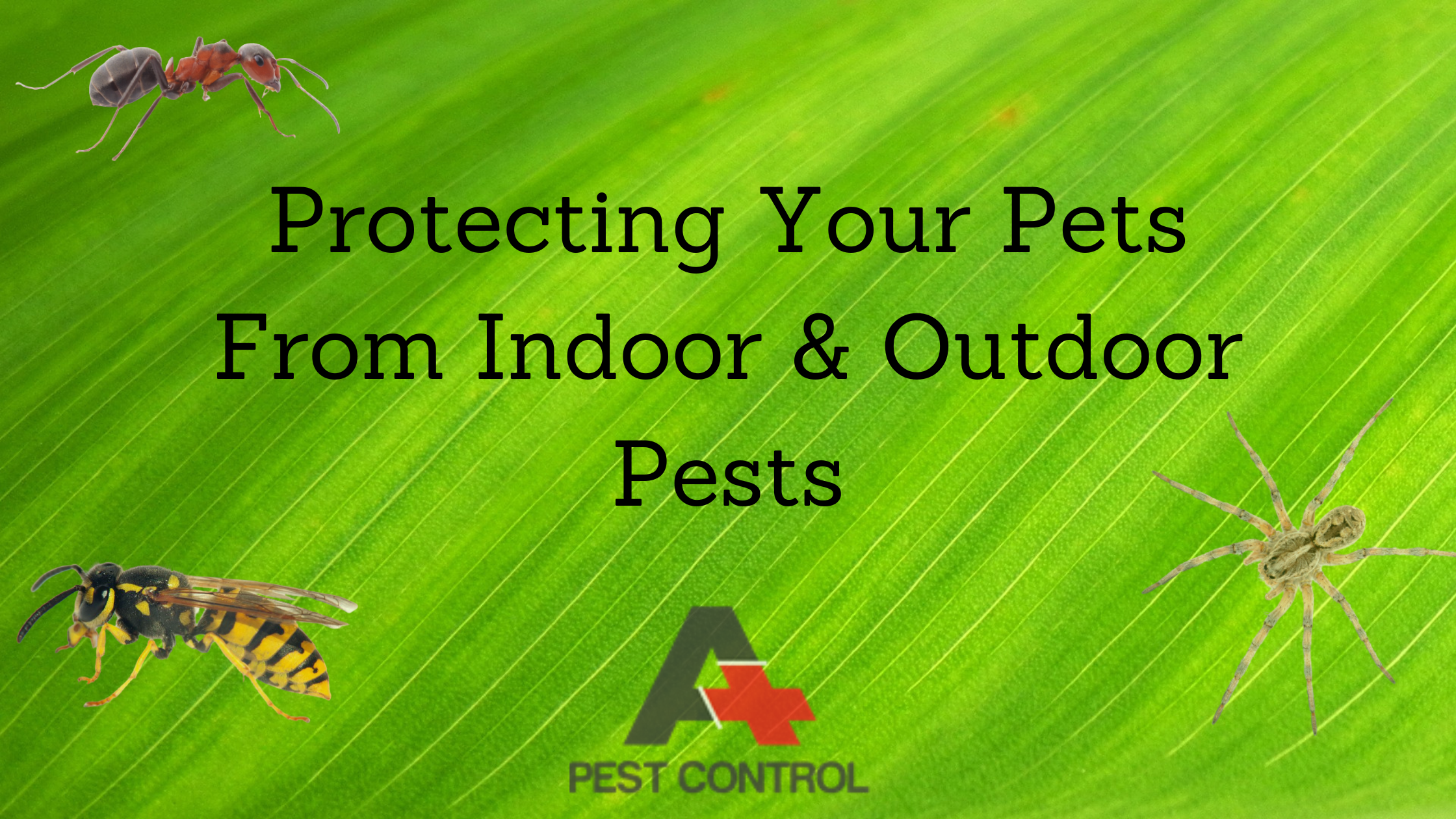 Protecting Your Pets From Indoor & Outdoor Pests