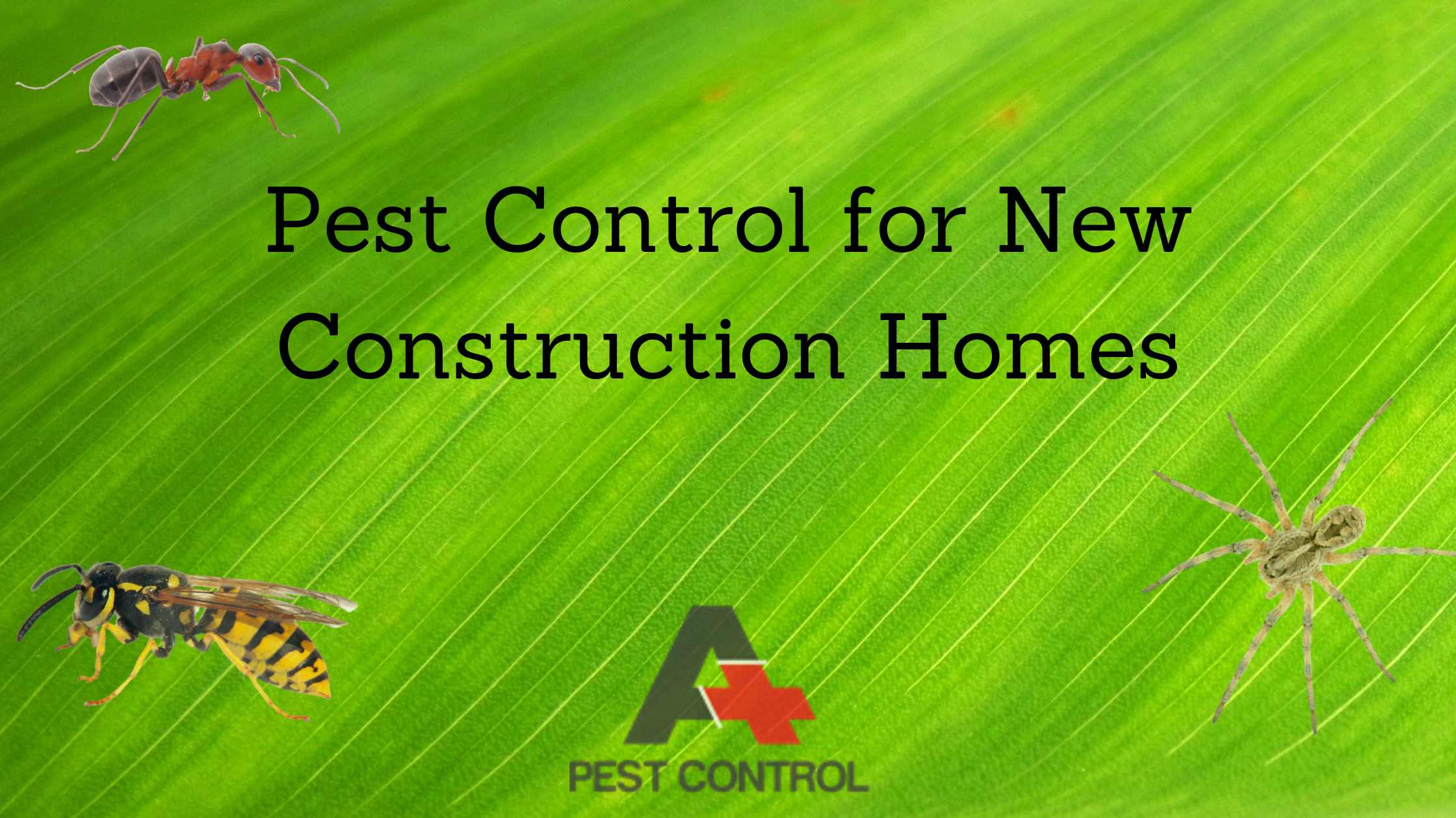 Pest Control for New Construction Homes