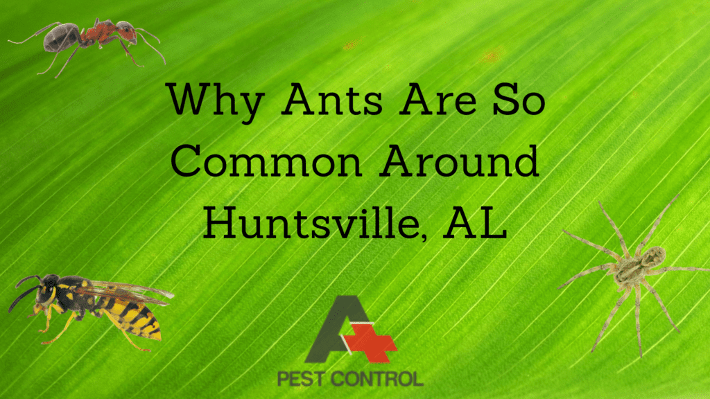 Why Ants Are So Common Around Huntsville, AL