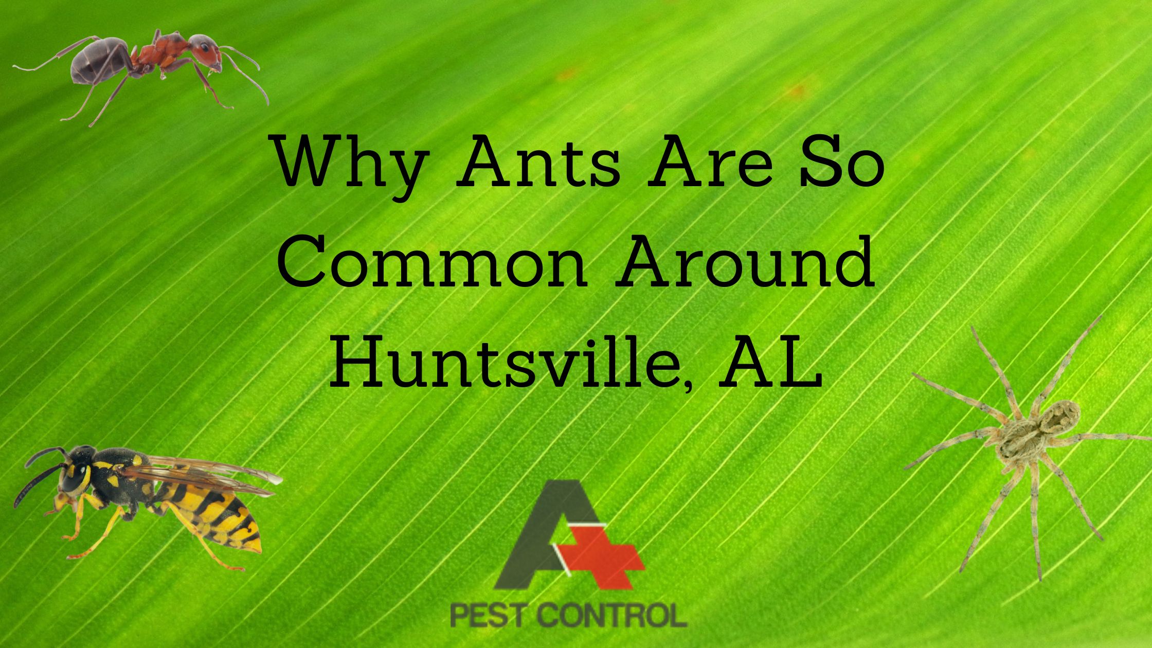 Why Ants Are So Common Around Huntsville, AL