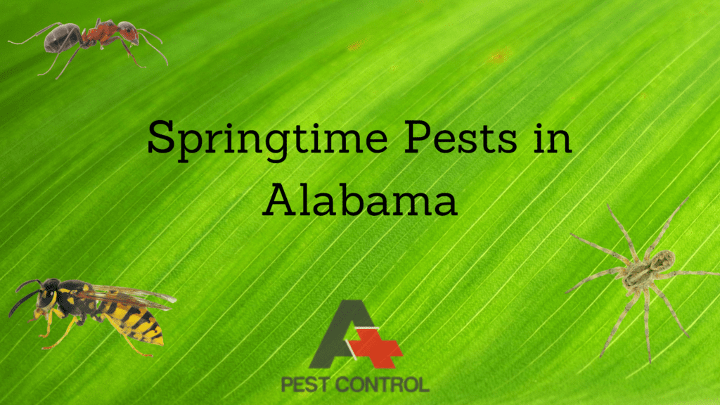 Springtime Pests in Alabama