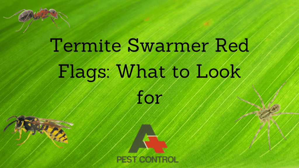 Termite Swarmer Red Flags: What to Look for