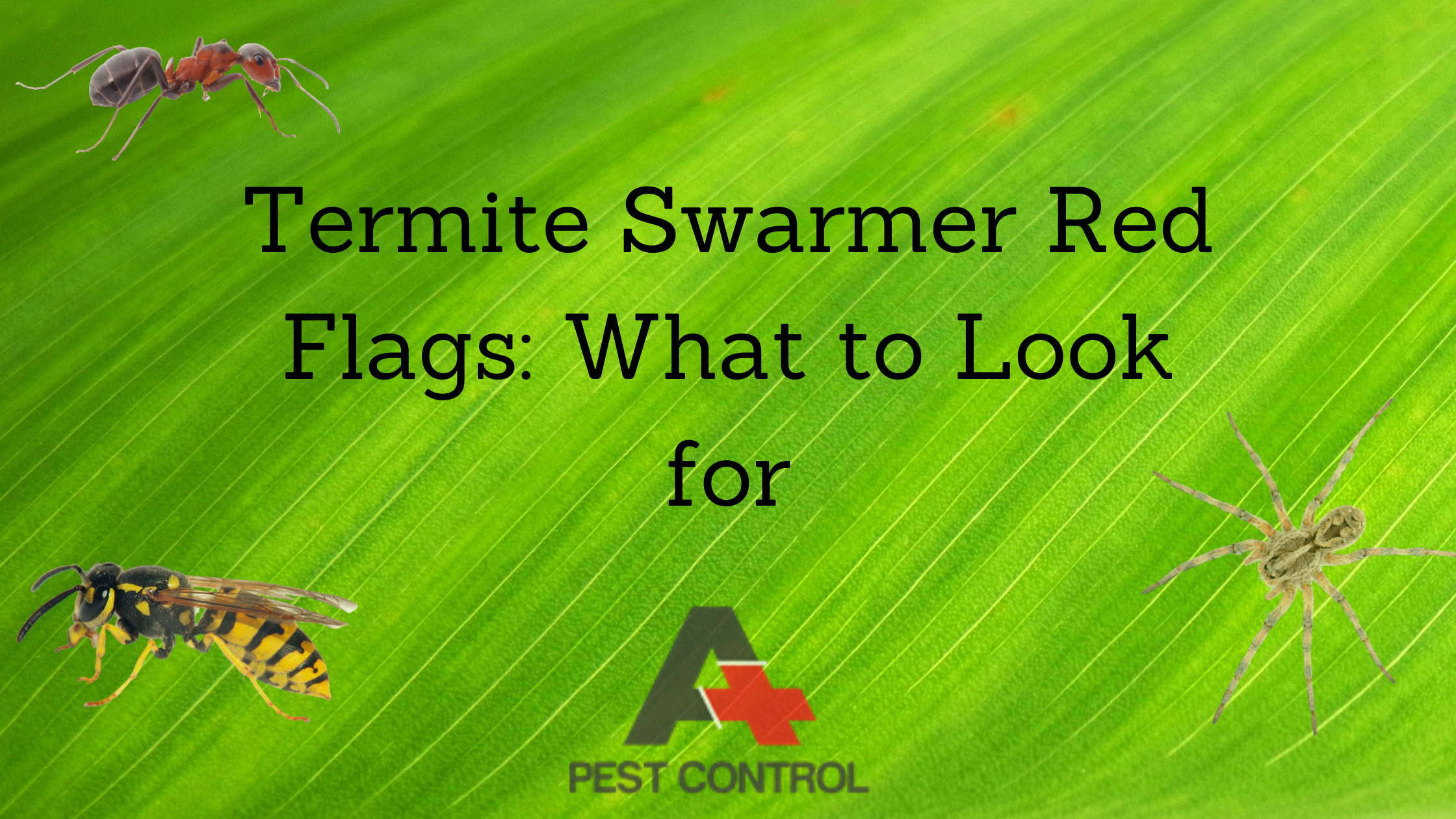 Termite Swarmer Red Flags: What to Look for